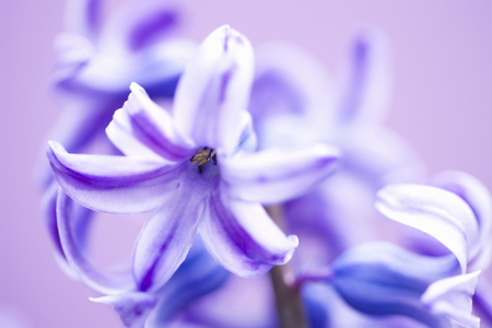 Hyacinthの写真素材