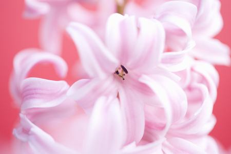 Hyacinthの写真素材