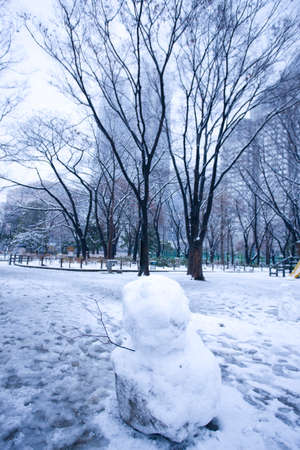 Shinjuku Central Park in the snowの写真素材