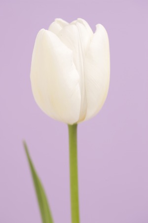 Tulip flowerの写真素材