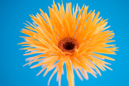 Gerbera flowers