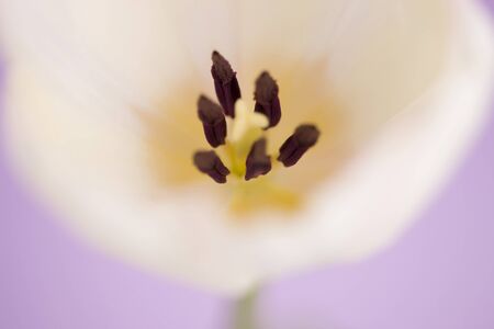 Tulip flowerの写真素材