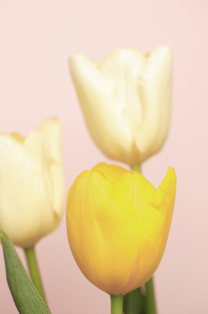 Tulipの写真素材