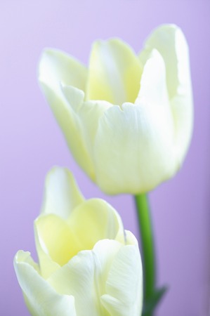 Tulip