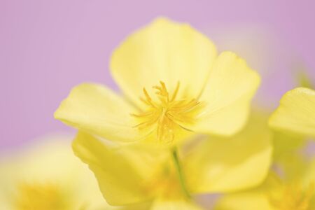 ESCORCIA flowersの写真素材