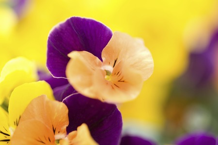 Pansyの写真素材