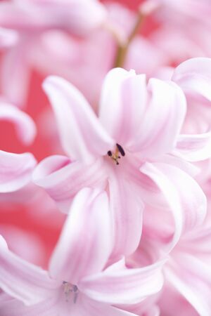 Hyacinthの写真素材