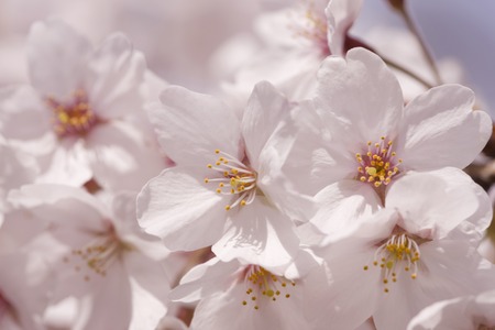 The cherry blossomsの写真素材