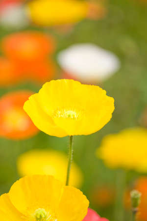 Poppyの写真素材