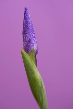 Japanese IRISの写真素材