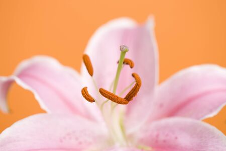 Lily flowerの写真素材