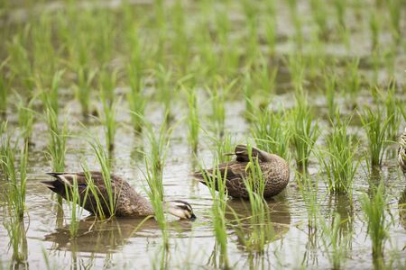 Duck farmingの写真素材
