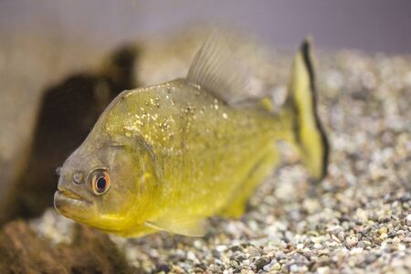 Piranhaの写真素材