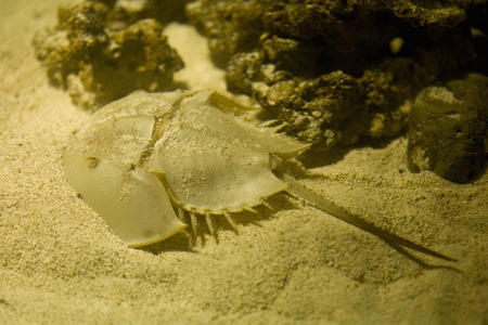 Horseshoe Crab