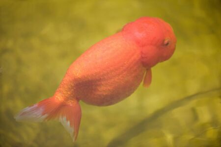 Ranchu