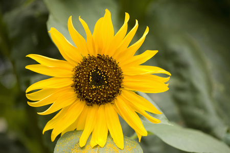 Sunflowerの写真素材