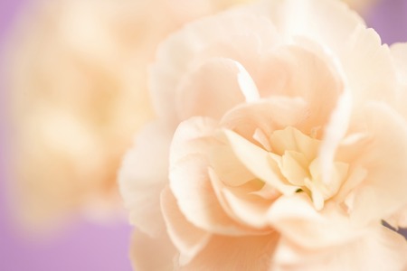 Carnationの写真素材