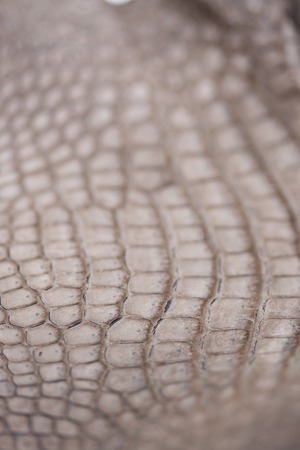 Crocodile leatherの写真素材