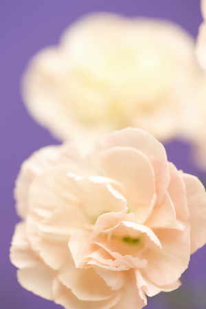 Carnation