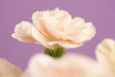 Carnationの写真素材