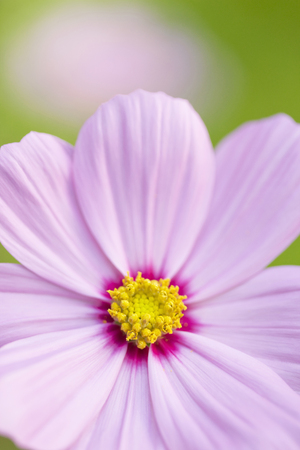 Cosmos flowersの写真素材