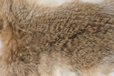 Rabbit furの写真素材