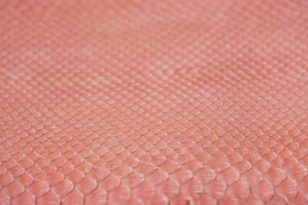 Snake leatherの写真素材