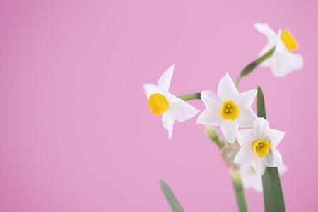 Narcissus flower