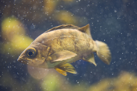 Rockfishの写真素材