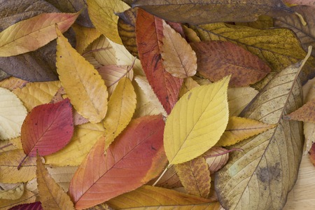 Autumn leaves