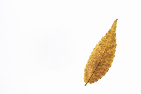 Zelkova tree with yellow leavesの写真素材