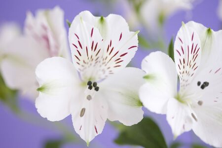 Alstromeriaの写真素材