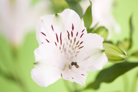 Alstromeriaの写真素材