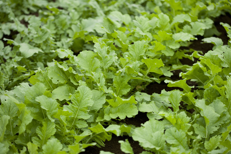 Radish fields