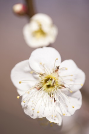 Hakubaiの写真素材
