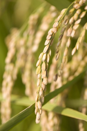 Inahoの写真素材