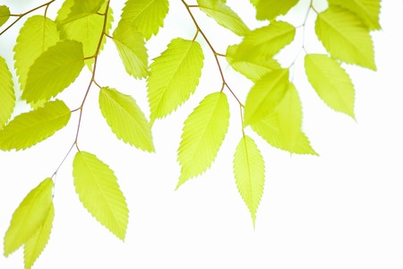 Young leaves of zelkova serrata Makinoの写真素材