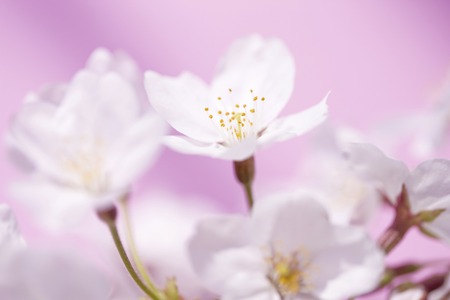 Sakura flowers
