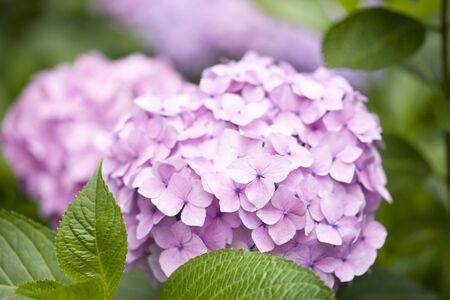 Hydrangea flowers