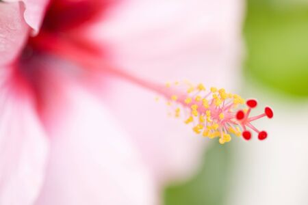 Pink hibiscusの写真素材