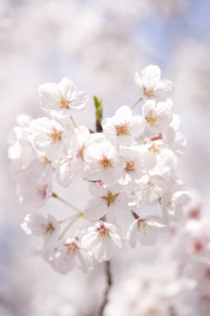 Sakura flowersの写真素材
