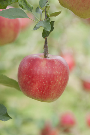 Apple groves sunshineの写真素材