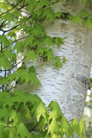 Fresh greenの写真素材