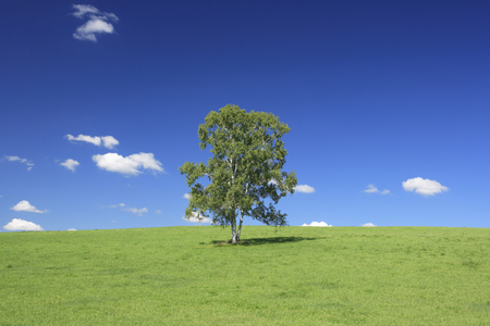 Meadow and treeの写真素材