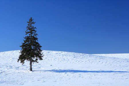 One tree