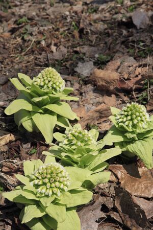 Fukinotoの写真素材