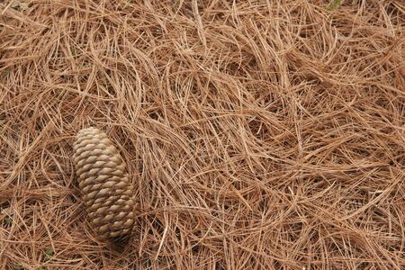 Pine cones
