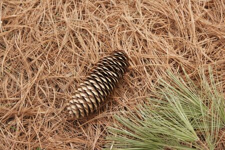 Pine conesの写真素材