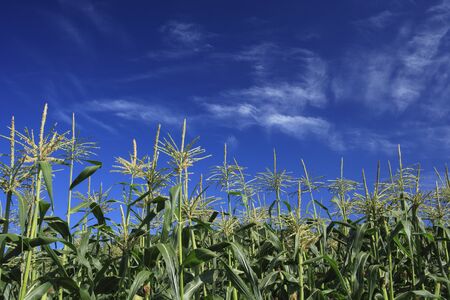 Field of cornの写真素材
