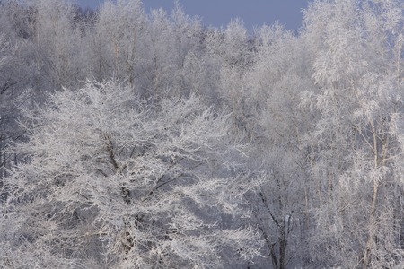 Rime iceの写真素材
